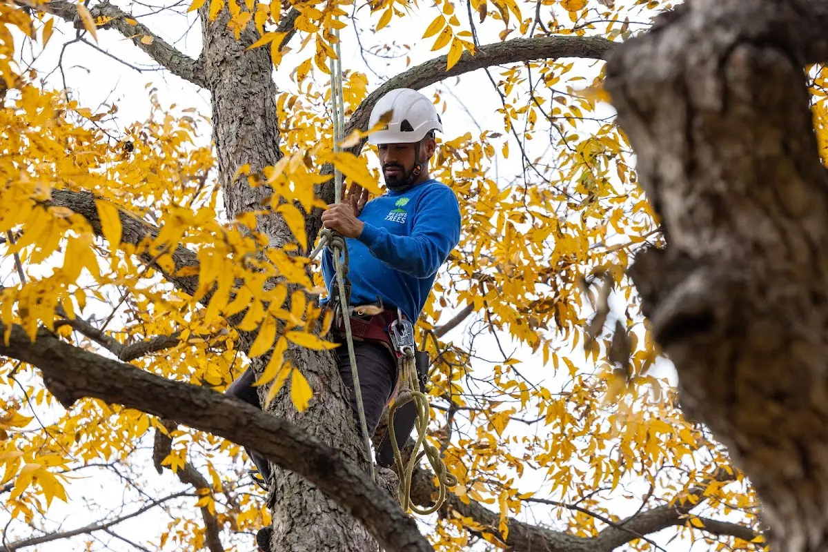 Skilled Storm Damage Cleanup crew working in Webster